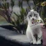 Katze steckt nach Unfall mit Auto in Kühlergrill – aber überlebt
