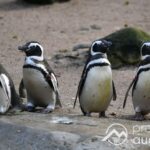 Zoo Augsburg mit besonderen Aktionen zum Welt-Pinguin-Tag