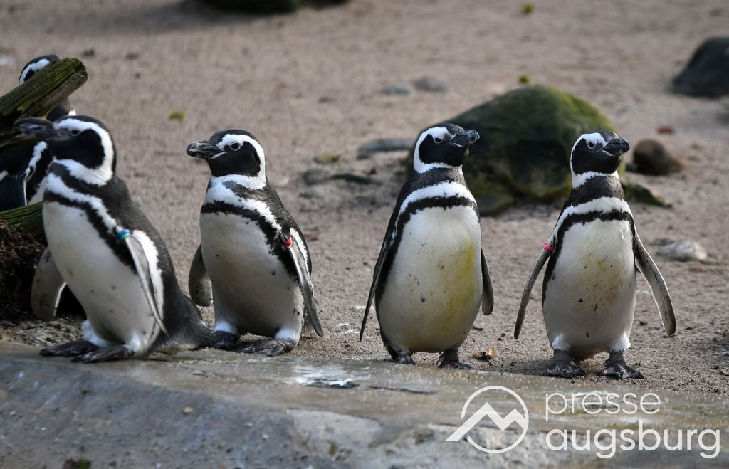 Zoo Augsburg mit besonderen Aktionen zum Welt-Pinguin-Tag 2 Zoo Augsburg Mit Besonderen Aktionen Zum Welt-Pinguin-Tag