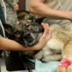 “Schnelle Hilfe, wenn der Hund  in Not gerät” | Augsburger Rotes Kreuz bietet Kurse an