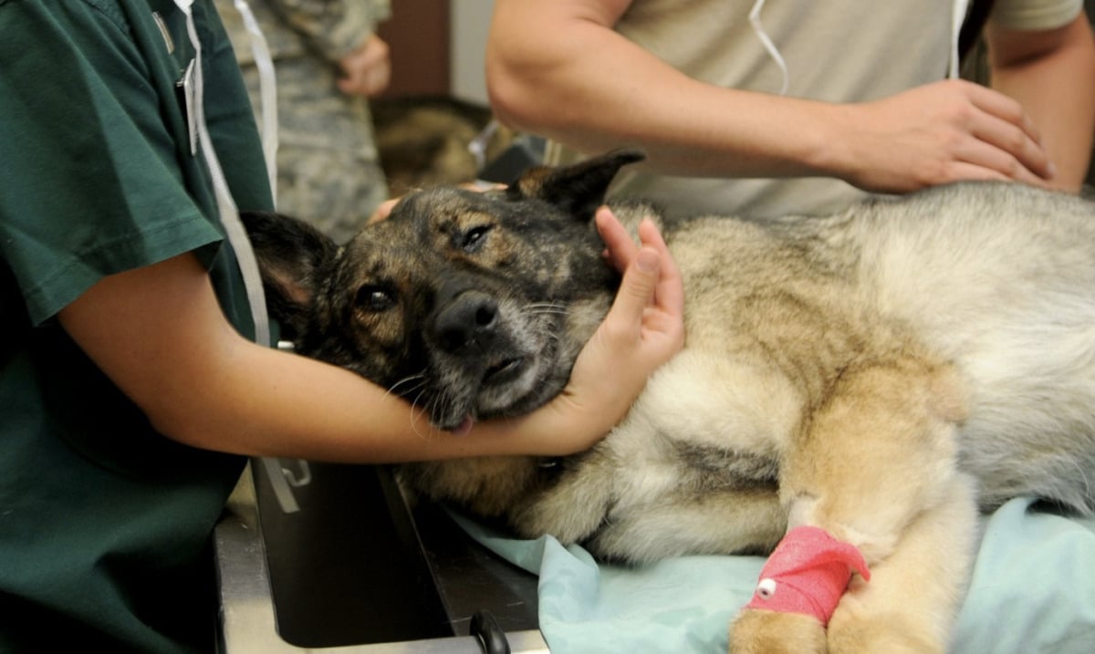 “Schnelle Hilfe, wenn der Hund  in Not gerät” | Augsburger Rotes Kreuz bietet Kurse an