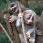 Der Zoo Augsburg feiert den Tag der Artenvielfalt