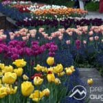 Freizeittipp zum Feiertag | Die großartige Tulpenblüte im Botanischen Garten Augsburg