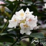 Nach Starkregen | Botanischer Garten Augsburg öffnet mit einigen Einschränkungen wieder