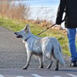 „Die Stadt musste reagieren“ | Augsburg führt Leinenpflicht in der Grünanlage am Flößerpark ein