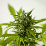 Endlich legal: Cannabis im Jahr 2024 anbauen in Deutschland – so gelingt der Versuch