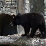 Zoo Augsburg aktuell | Von Kragenbären, Löwen und den anderen tierischen Bewohnern