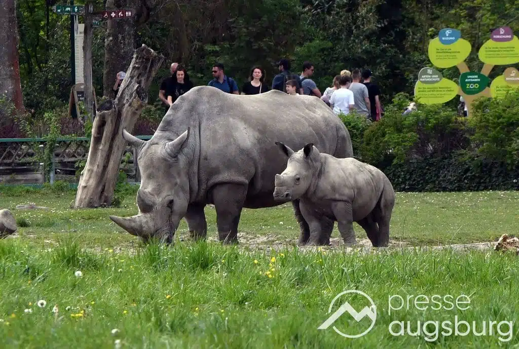 Zukunft des Zoo Augsburg | Breite politische Debatte über Erhalt, Entwicklung und Visionen