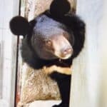 Zoo Augsburg | Die Kragenbärdame Misha ist da