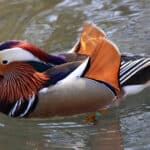Vogelgrippe-Fälle im Zoo Augsburg