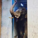 Der erste Elefantenbulle ist im Zoo Augsburg eingezogen