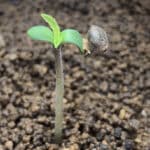 Cannabis-Samen kaufen: Ab 2024 nun auch in Augsburg völlig legal möglich