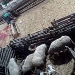 Versteckte Kameras filmen illegales Schlachten im Landkreis Neuwied