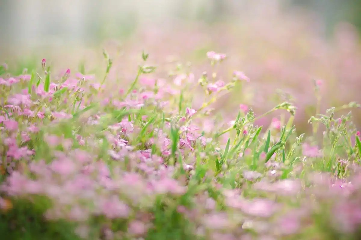 Donauwörth bewirbt sich um die Bayerische Landesgartenschau im Jahr 2028