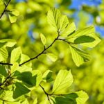 Baumspender gesucht | Stadt Augsburg möchte Pflanzung von klimaresilienten Baumarten durchführen