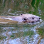 Revier verteidigt | Frau wird beim Baden in der Würm von Biber gebissen