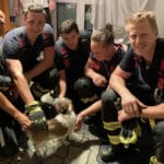 München | Hund Rocky von Feuerwehr befreit – Geburtstag gerettet