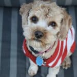 Achtung, Hundebesitzer: Allwetter-Bekleidung für Ihren Hund