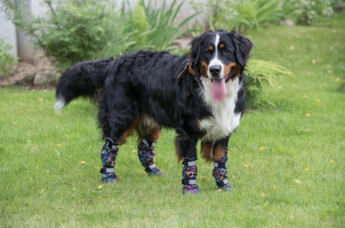 Achtung, Hundebesitzer: Allwetter-Bekleidung Für Ihren Hund