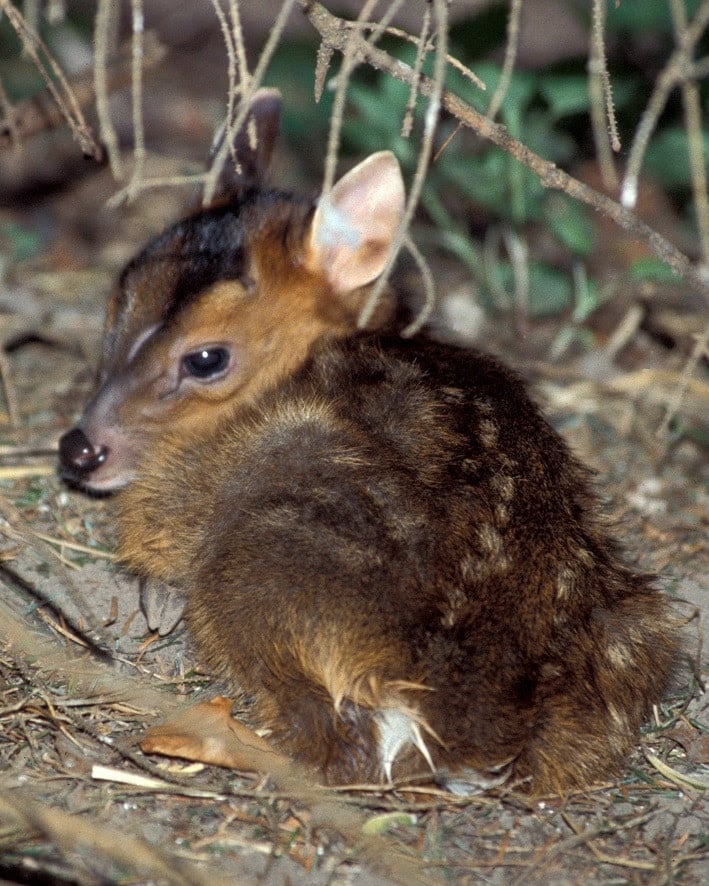 Zoo Augsburg aktuell | Sommerzeit ist tierische Ausflugszeit 9 Zoo Augsburg Aktuell | Sommerzeit Ist Tierische Ausflugszeit