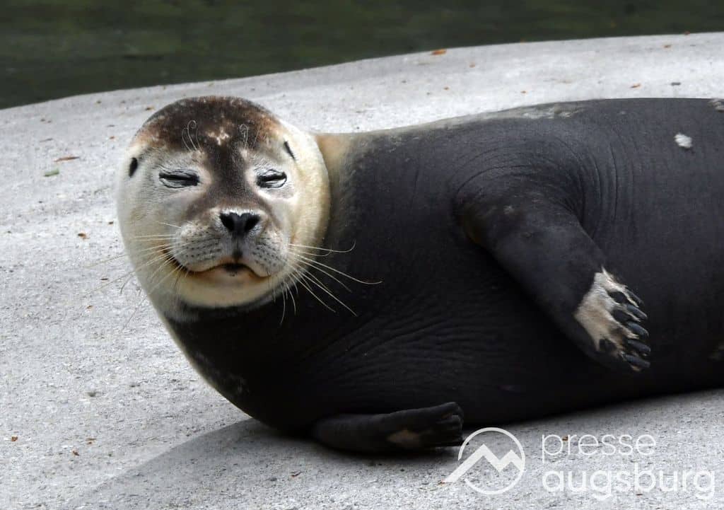 Zoo Augsburg aktuell | Sommerzeit ist tierische Ausflugszeit 8 Zoo Augsburg Aktuell | Sommerzeit Ist Tierische Ausflugszeit