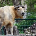 „Ort der Bildung und des Artenschutzes“ | Umweltreferent stärkt dem Zoo Augsburg den Rücken