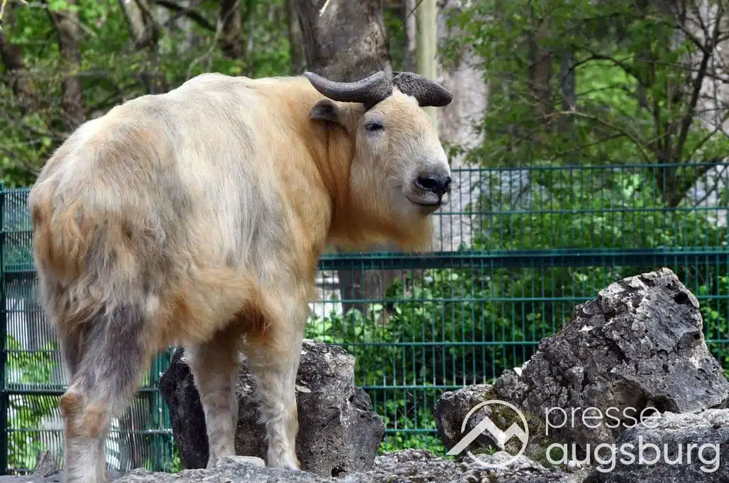 „Ort der Bildung und des Artenschutzes“ | Umweltreferent stärkt dem Zoo Augsburg den Rücken