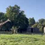 Zoo Augsburg erhält Giraffe aus dem Tiergarten Nürnberg
