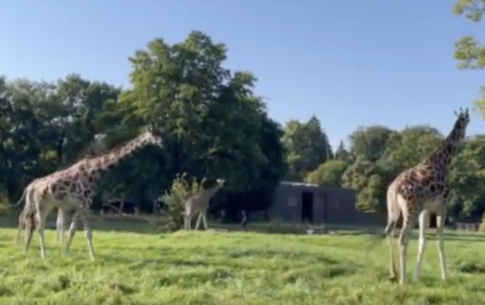 Zoo Augsburg erhält Giraffe aus dem Tiergarten Nürnberg