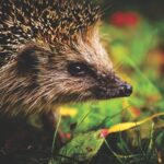 Erstmals Bornavirus (BoDV-1)-Infektionen in Bayern bei Igeln und Bibern nachgewiesen