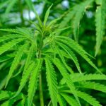Die besten Cannabissorten für den Innenanbau: Was Sie dieses Jahr anbauen sollten