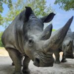 Zoo Augsburg trauert um Nashornkuh Kibibi