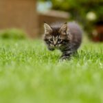 Rollrasen: Perfektes Grün im Garten leicht gemacht