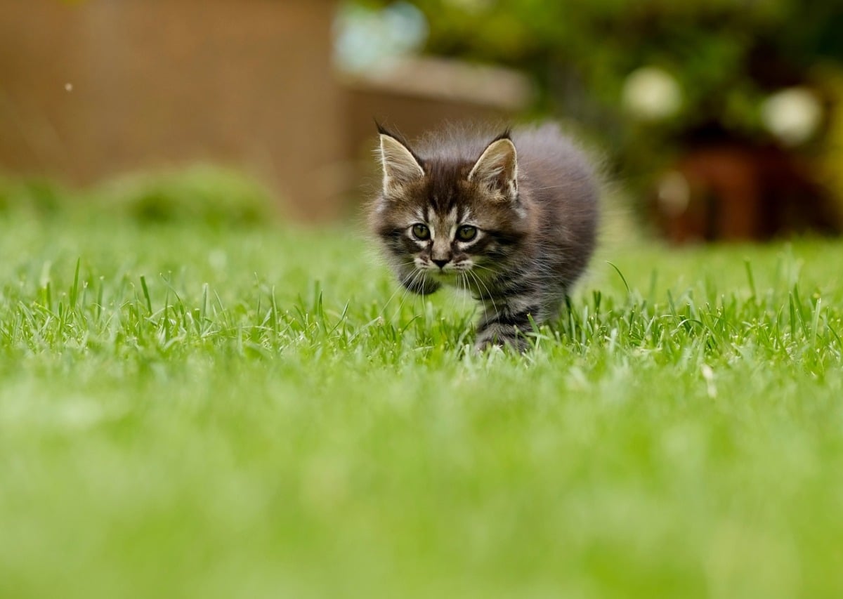 Rollrasen: Perfektes Grün im Garten leicht gemacht