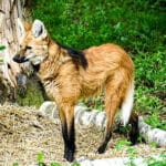 Zoo Augsburg aktuell | Der goldene Herbst bringt noch einmal Veränderungen mit sich