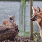 Zoo Augsburg aktuell | Tierisch spannende Vorweihnachtszeit