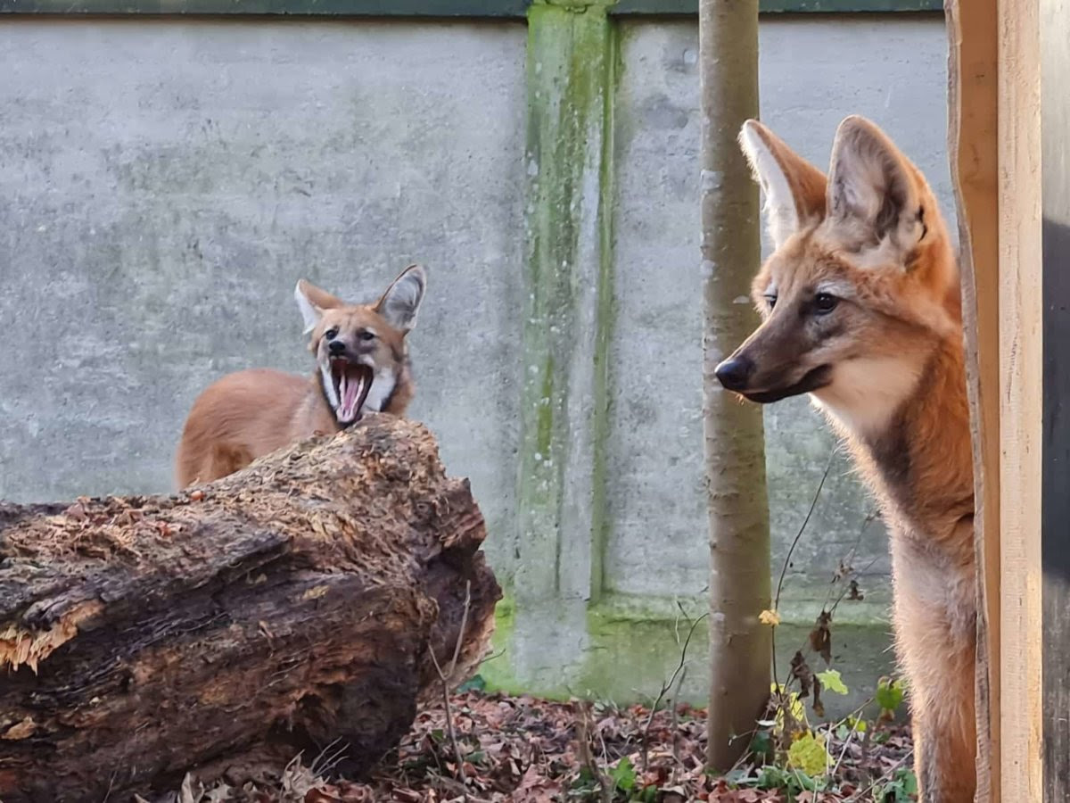 Zoo Augsburg aktuell | Tierisch spannende Vorweihnachtszeit