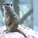 Zoo Augsburg wegen Glatteis geschlossen