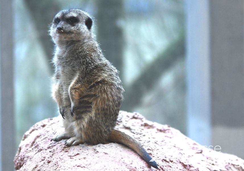 20241227_zoo augsburg18