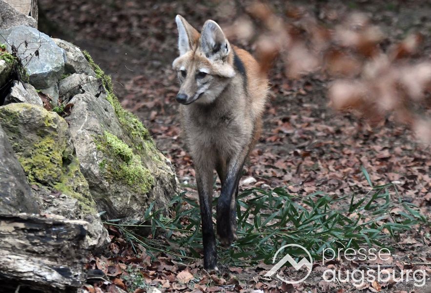 20241227_zoo augsburg34