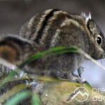 Zoo Augsburg aktuell | Der Frühling hält Einzug