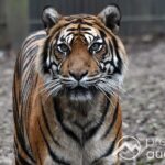Zoo Augsburg vor dem Umbruch | Grüne Jugend fordert ein Ende der Tierhaltung