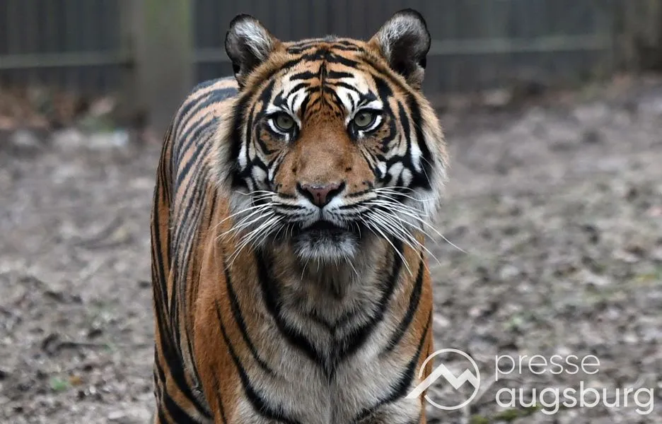 Zoo Augsburg vor dem Umbruch | Grüne Jugend fordert ein Ende der Tierhaltung