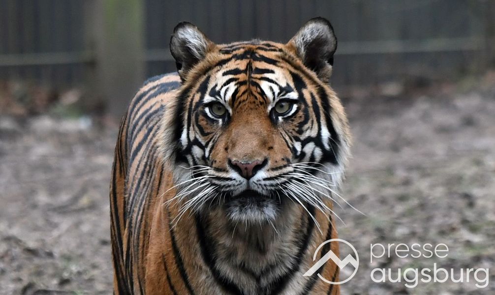 20241227_zoo augsburg59