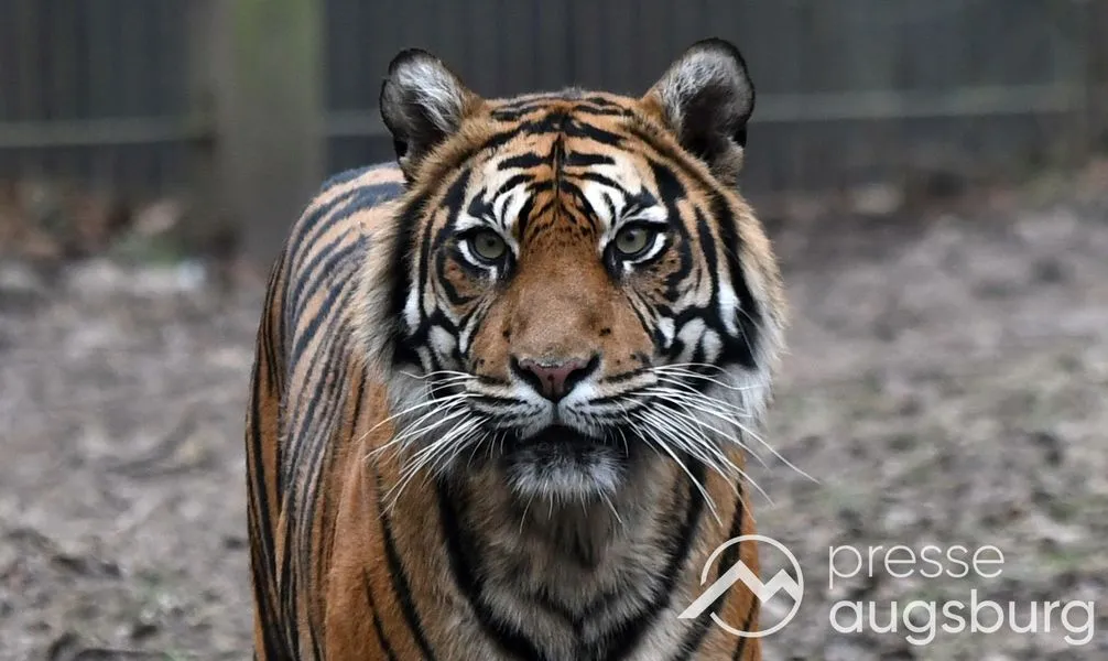 Zoo Augsburg aktuell | Tierisch geht es in den Herbst