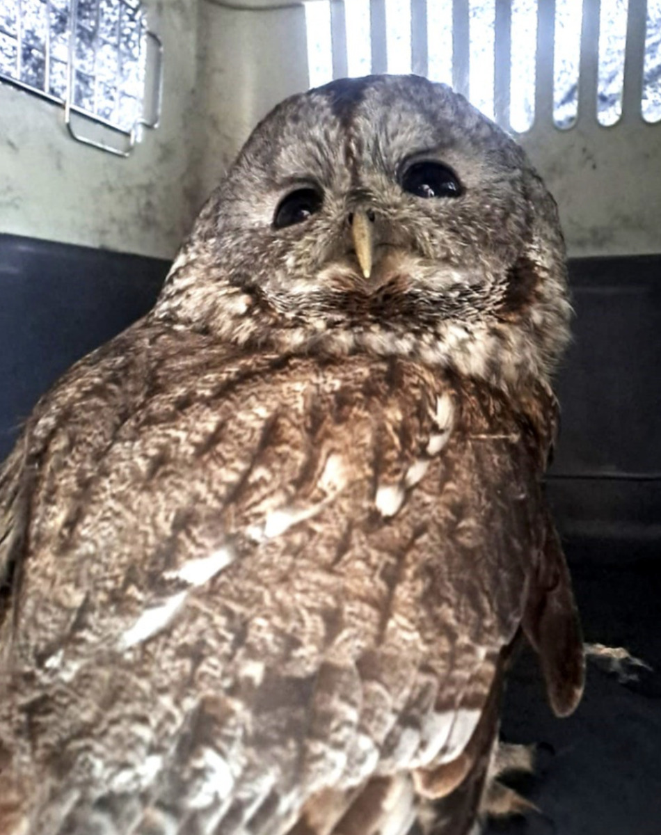 Dramatische Rettung in München: Waldkauz sitzt in Kamin fest – Feuerwehr befreit Vogel aus misslicher Lage 2 Dramatische Rettung In München: Waldkauz Sitzt In Kamin Fest – Feuerwehr Befreit Vogel Aus Misslicher Lage