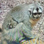 Zoo Augsburg aktuell | Ein erfolgreiches Jahr im Tierpark – Neue Tiere und Vorfreude auf 2025