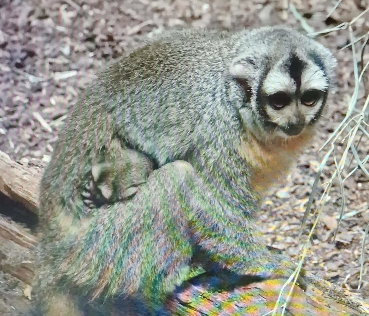 Zoo Augsburg aktuell | Ein erfolgreiches Jahr im Tierpark – Neue Tiere und Vorfreude auf 2025