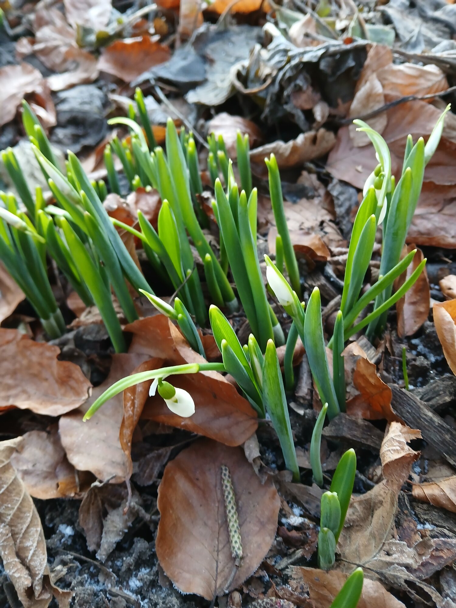 Botanischer Garten Augsburg Im Winter: Natur, Wissen Und Inspiration