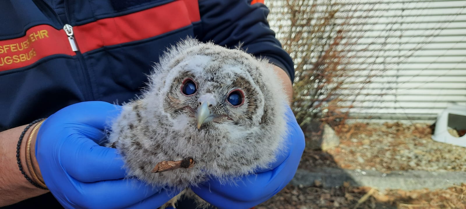 Flauschiger Notfall | Feuerwehr Augsburg Rettet Jungen Greifvogel